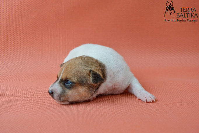 той-фокстерьер, той-фокс, амертой, американский той-фокстерьер, toy fox terrier, terra baltika, терра балтика