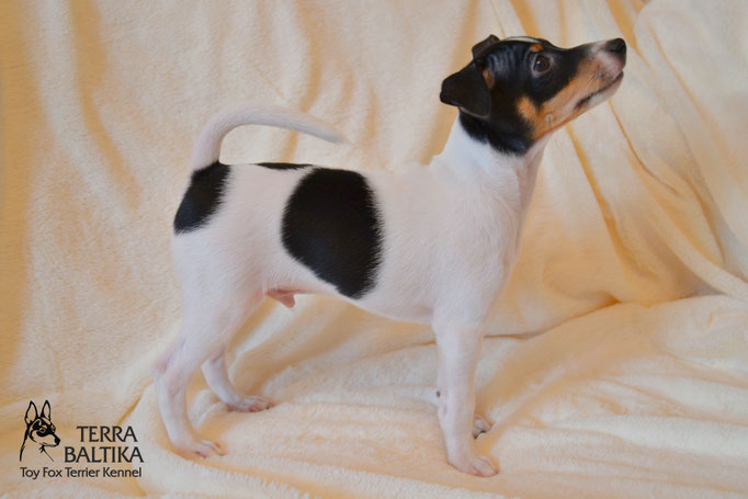 #тойфокстерьер #амертой #террабалтика #toyfoxterrier #terrabaltika #puppies #kennel