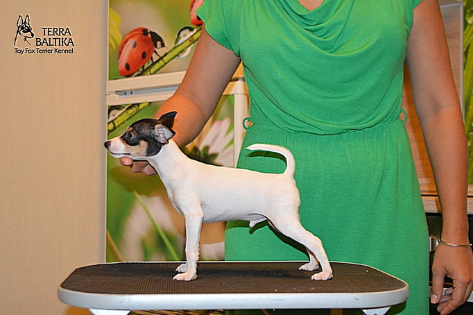 #тойфокстерьер #амертой #террабалтика #toyfoxterrier #terrabaltika #puppies #kennel