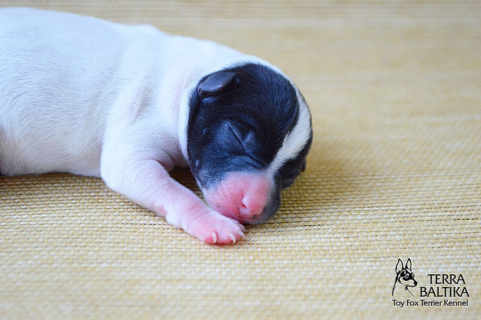 #тойфокстерьер #амертой #террабалтика #toyfoxterrier #terrabaltika #puppies #kennel