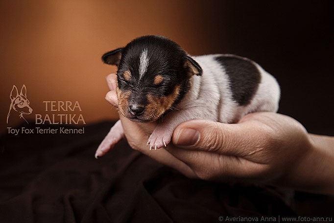 #тойфокстерьер #амертой #террабалтика #toyfoxterrier #terrabaltika #puppies #kennel