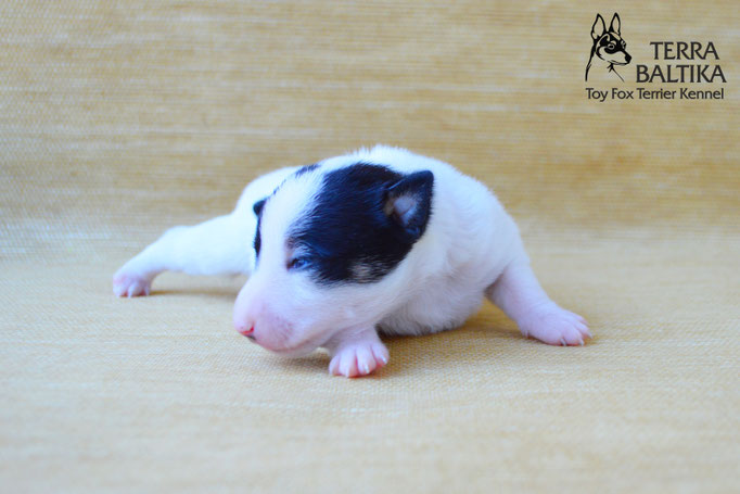#тойфокстерьер #амертой #террабалтика #toyfoxterrier #terrabaltika #puppies #kennel