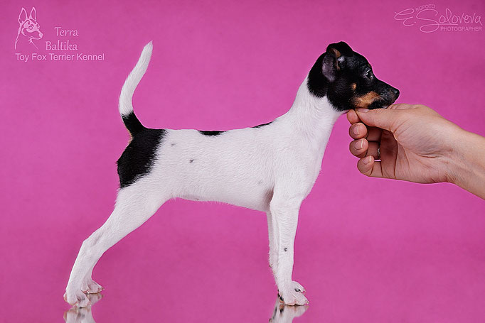 #тойфокстерьер #амертой #террабалтика #toyfoxterrier #terrabaltika #puppies #kennel