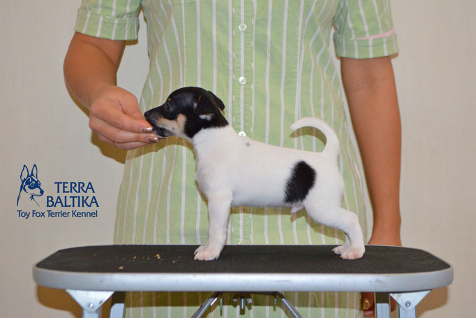 #тойфокстерьер #амертой #террабалтика #toyfoxterrier #terrabaltika #puppies #kennel #маленькаясобака #минипорода #маленькаяпородасобак #собачканамаленькихножках #американскийтойфокстерьер #тойфокс #americantoyfoxterrier
