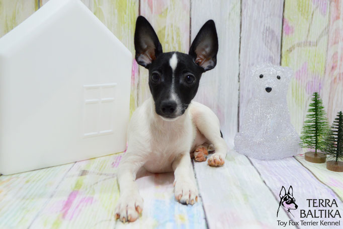 #тойфокстерьер #амертой #террабалтика #toyfoxterrier #terrabaltika #puppies #kennel