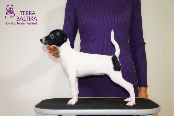 #тойфокстерьер #амертой #террабалтика #toyfoxterrier #terrabaltika #puppies #kennel