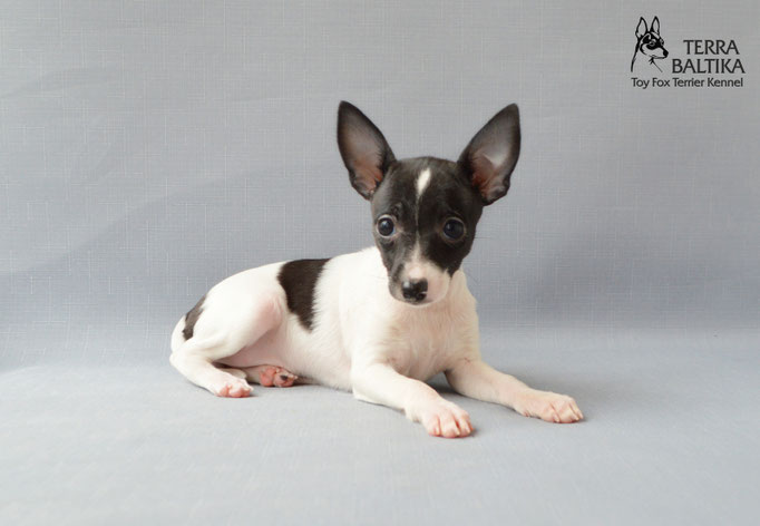 #тойфокстерьер #амертой #террабалтика #toyfoxterrier #terrabaltika #puppies #kennel