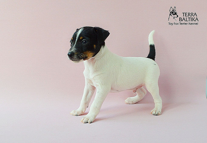 #тойфокстерьер #амертой #террабалтика #toyfoxterrier #terrabaltika #puppies #kennel