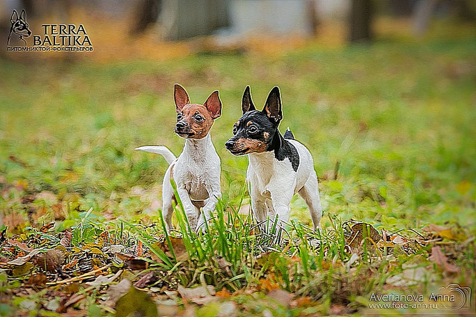 #тойфокстерьер #амертой #террабалтика #toyfoxterrier #terrabaltika #puppies #kennel