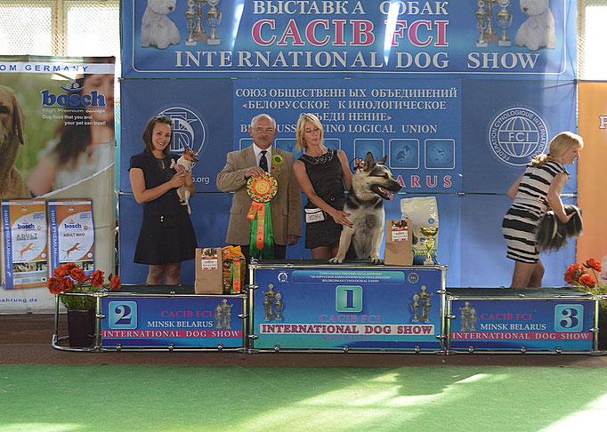 #тойфокстерьер #амертой #террабалтика #toyfoxterrier #terrabaltika #puppies #kennel