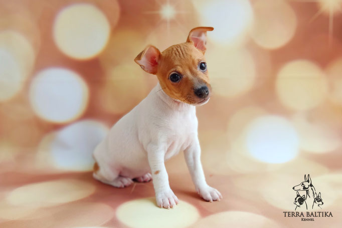 Той-фокстерьер, той-фокс, амертой, тфт, американский той-фокстерьер, Toy fox Terrier
