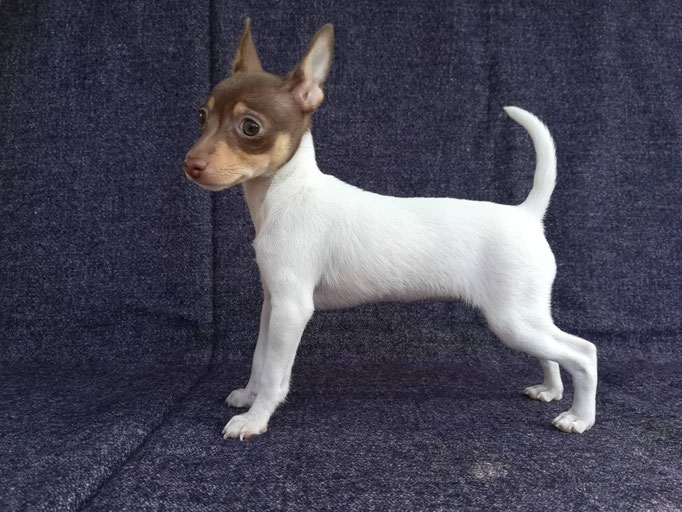 #тойфокстерьер #амертой #террабалтика #toyfoxterrier #terrabaltika #puppies #kennel