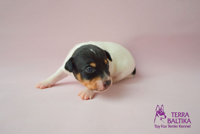 #тойфокстерьер #амертой #террабалтика #toyfoxterrier #terrabaltika #puppies #kennel #маленькаясобака #минипорода #маленькаяпородасобак #собачканамаленькихножках #американскийтойфокстерьер #тойфокс #americantoyfoxterrier