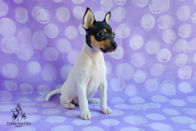 Той-фокстерьер, амертой, той-фокс, тфт, американский той-фокстерьер, Toy Fox Terrier, Terra Baltika, Терра Балтика, щенки той-фокстерьера, питомник той-фокстерьер