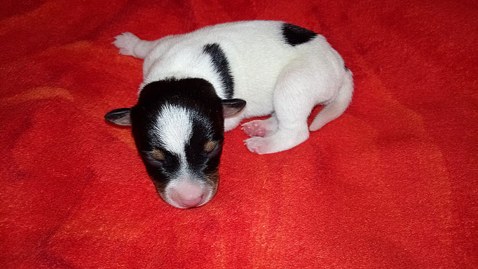 #тойфокстерьер #амертой #террабалтика #toyfoxterrier #terrabaltika #puppies #kennel