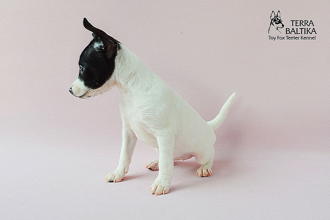 #тойфокстерьер #амертой #террабалтика #toyfoxterrier #terrabaltika #puppies #kennel
