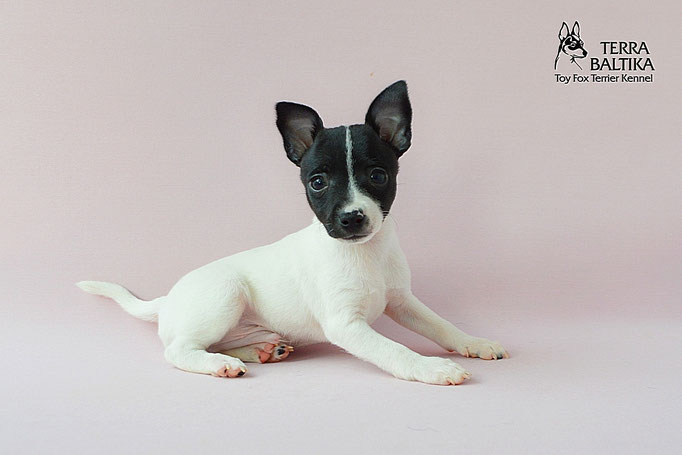 #тойфокстерьер #амертой #террабалтика #toyfoxterrier #terrabaltika #puppies #kennel