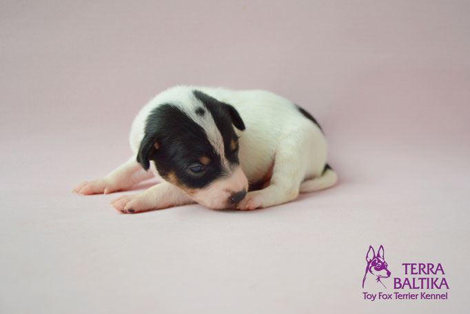 #тойфокстерьер #амертой #террабалтика #toyfoxterrier #terrabaltika #puppies #kennel #маленькаясобака #минипорода #маленькаяпородасобак #собачканамаленькихножках #американскийтойфокстерьер #тойфокс #americantoyfoxterrier