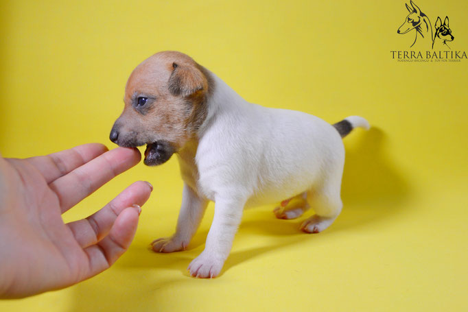 #тойфокстерьер #амертой #террабалтика #toyfoxterrier #terrabaltika #puppies #kennel