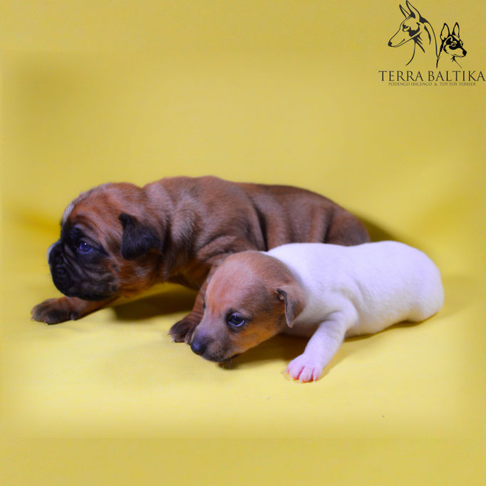 #тойфокстерьер #амертой #террабалтика #toyfoxterrier #terrabaltika #puppies #kennel
