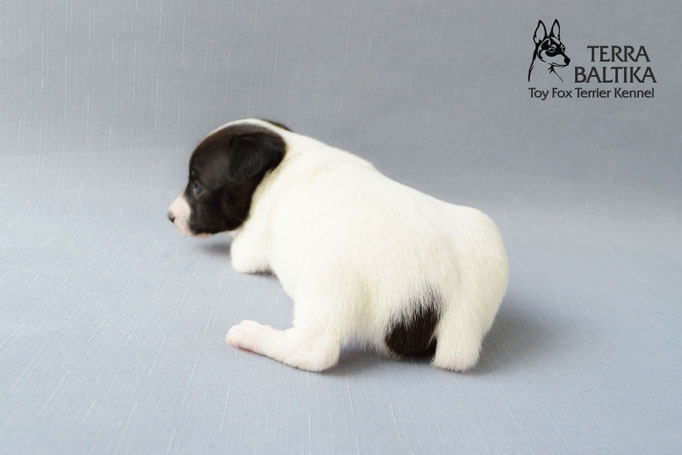 #тойфокстерьер #амертой #террабалтика #toyfoxterrier #terrabaltika #puppies #kennel