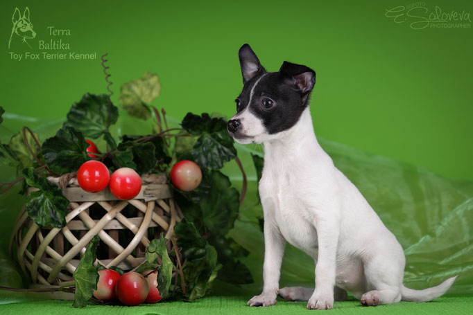 #тойфокстерьер #амертой #террабалтика #toyfoxterrier #terrabaltika #puppies #kennel