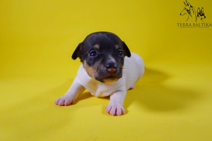 #тойфокстерьер #амертой #террабалтика #toyfoxterrier #terrabaltika #puppies #kennel