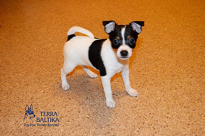 #тойфокстерьер #амертой #террабалтика #toyfoxterrier #terrabaltika #puppies #kennel