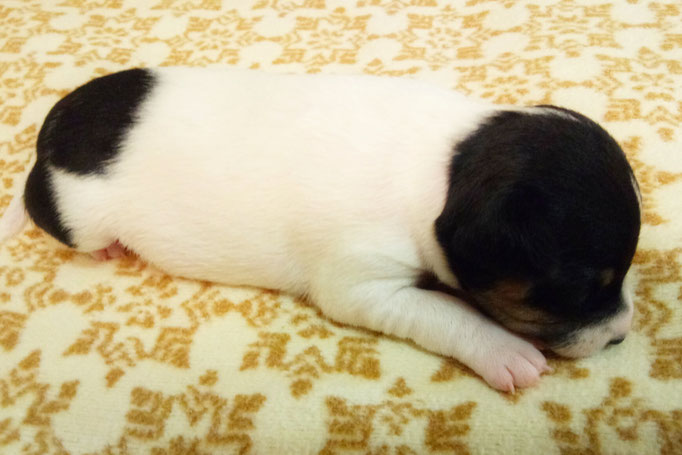 #тойфокстерьер #амертой #террабалтика #toyfoxterrier #terrabaltika #puppies #kennel