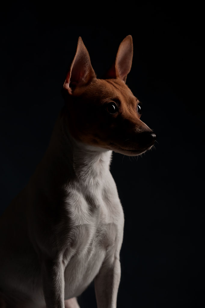 той-фокстерьер, той-фокс, амертой, американский той-фокстерьер, toy fox terrier, terra baltika, терра балтика