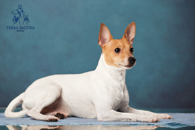 той-фокстерьер, той-фокс, амертой, американский той-фокстерьер, toy fox terrier, terra baltika, терра балтика