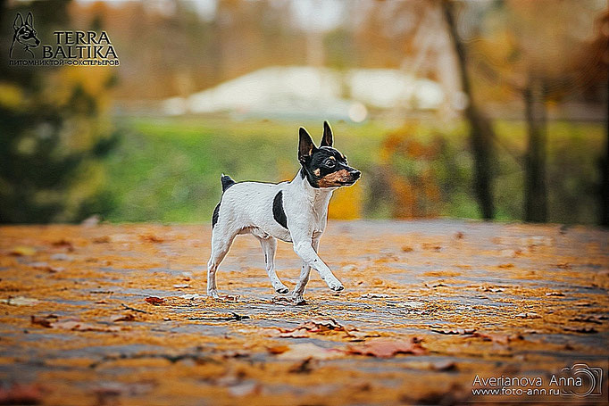 #тойфокстерьер #амертой #террабалтика #toyfoxterrier #terrabaltika #puppies #kennel