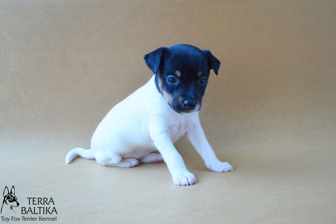 #тойфокстерьер #амертой #террабалтика #toyfoxterrier #terrabaltika #puppies #kennel #маленькаясобака #минипорода #маленькаяпородасобак #собачканамаленькихножках #американскийтойфокстерьер #тойфокс #americantoyfoxterrier