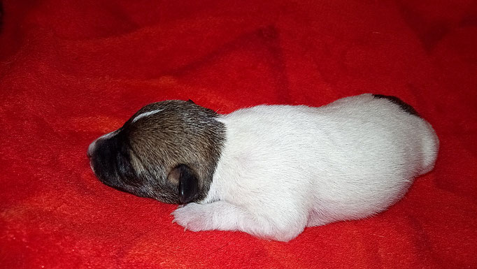 #тойфокстерьер #амертой #террабалтика #toyfoxterrier #terrabaltika #puppies #kennel