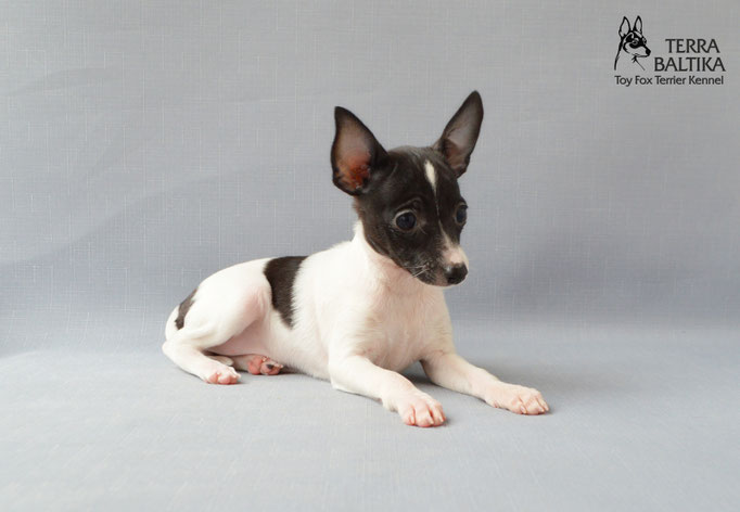 #тойфокстерьер #амертой #террабалтика #toyfoxterrier #terrabaltika #puppies #kennel