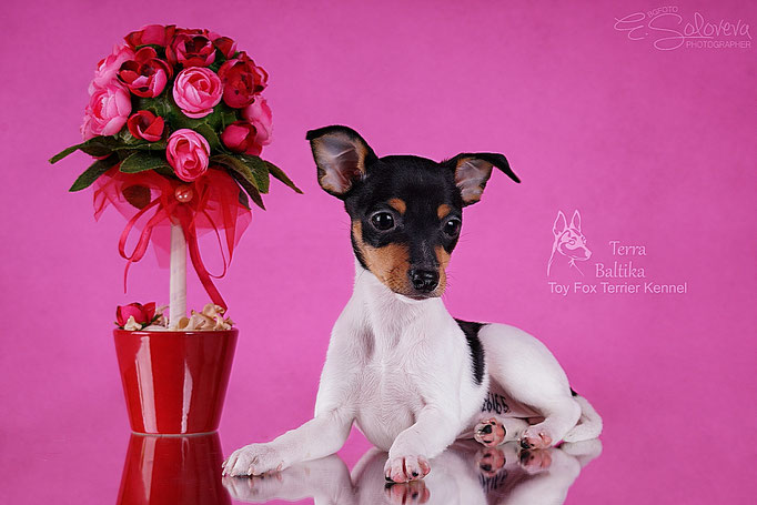 #тойфокстерьер #амертой #террабалтика #toyfoxterrier #terrabaltika #puppies #kennel