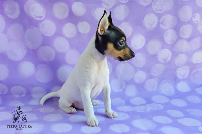 Той-фокстерьер, амертой, той-фокс, тфт, американский той-фокстерьер, Toy Fox Terrier, Terra Baltika, Терра Балтика, щенки той-фокстерьера, питомник той-фокстерьер