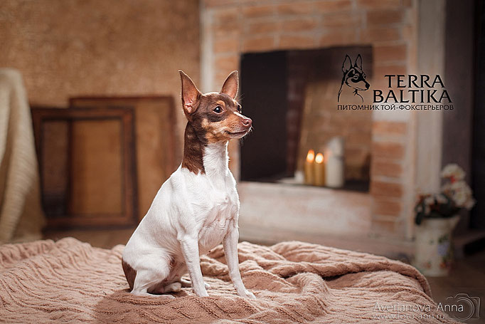 #тойфокстерьер #амертой #террабалтика #toyfoxterrier #terrabaltika #puppies #kennel