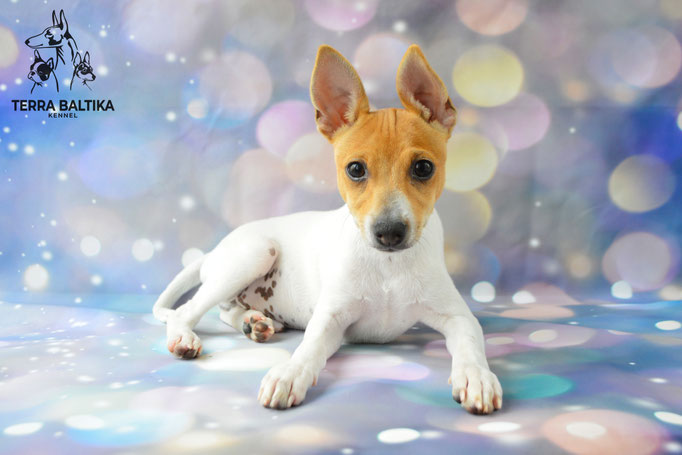 той-фокстерьер, той-фокс, амертой, американский той-фокстерьер, toy fox terrier, terra baltika, терра балтика