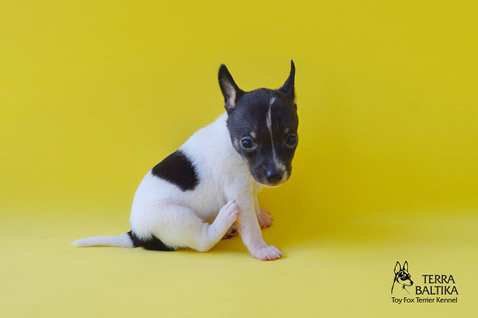 #тойфокстерьер #амертой #террабалтика #toyfoxterrier #terrabaltika #puppies #kennel