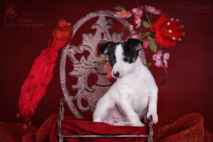 #тойфокстерьер #амертой #террабалтика #toyfoxterrier #terrabaltika #puppies #kennel