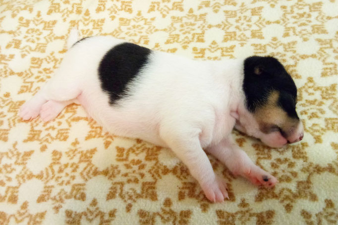 #тойфокстерьер #амертой #террабалтика #toyfoxterrier #terrabaltika #puppies #kennel