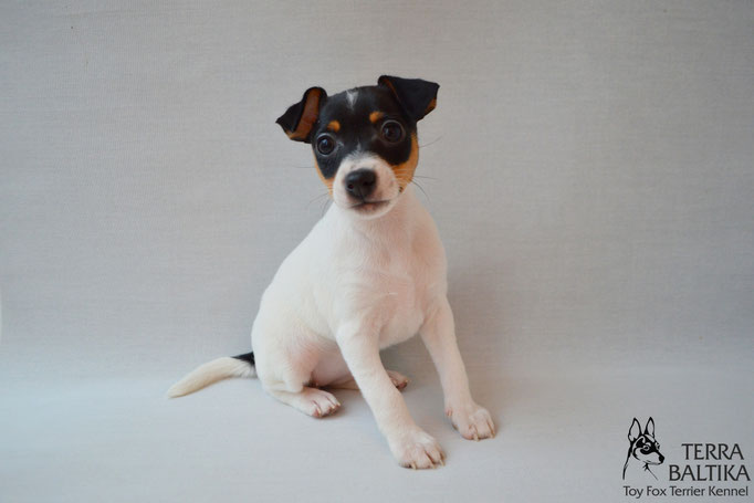 #тойфокстерьер #амертой #террабалтика #toyfoxterrier #terrabaltika #puppies #kennel #маленькаясобака #минипорода #маленькаяпородасобак #собачканамаленькихножках #американскийтойфокстерьер #тойфокс #americantoyfoxterrier