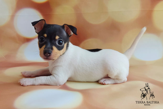 Той-фокстерьер, той-фокс, амертой, тфт, американский той-фокстерьер, Toy fox Terrier