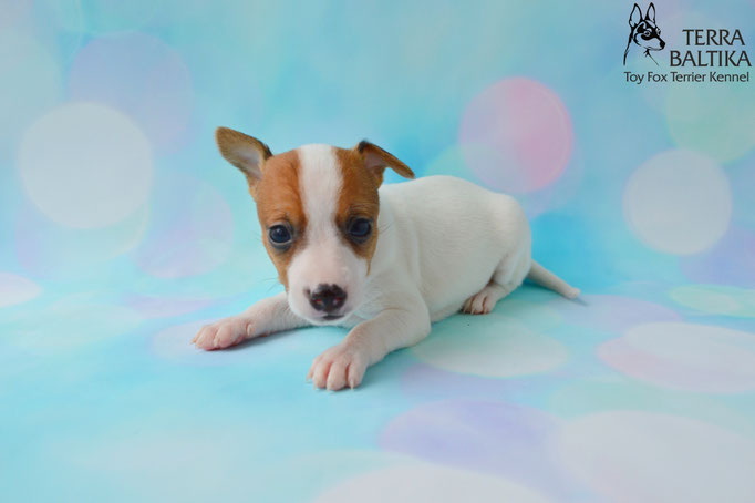 #тойфокстерьер #амертой #террабалтика #toyfoxterrier #terrabaltika #puppies #kennel