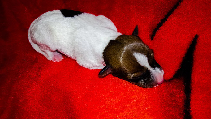 #тойфокстерьер #амертой #террабалтика #toyfoxterrier #terrabaltika #puppies #kennel