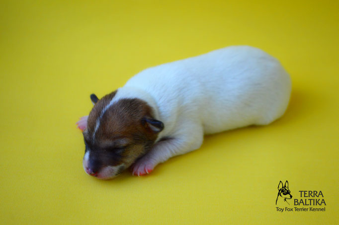 #тойфокстерьер #амертой #террабалтика #toyfoxterrier #terrabaltika #puppies #kennel