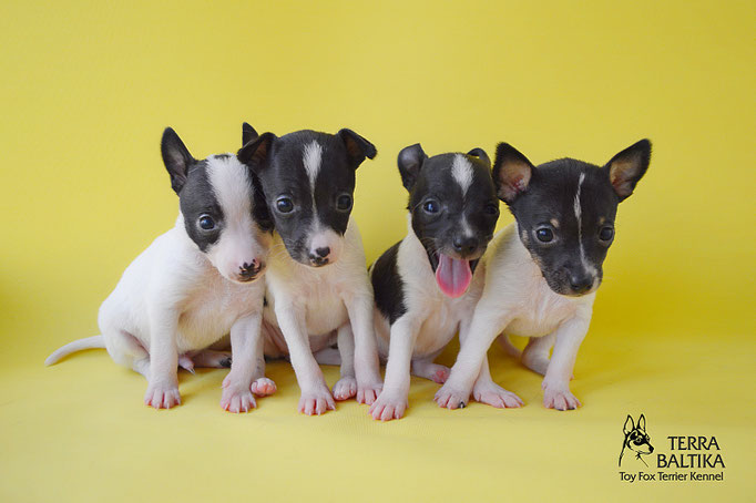 #тойфокстерьер #амертой #террабалтика #toyfoxterrier #terrabaltika #puppies #kennel