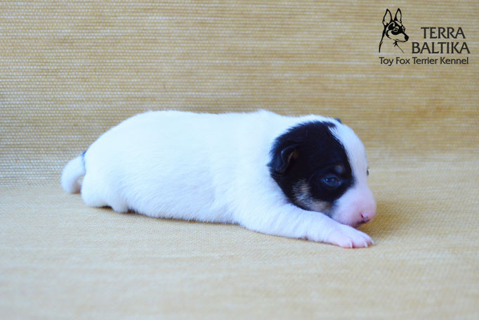 #тойфокстерьер #амертой #террабалтика #toyfoxterrier #terrabaltika #puppies #kennel