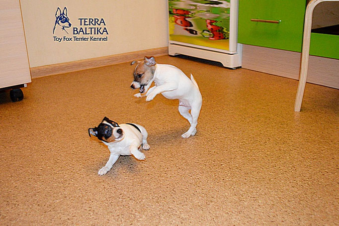 #тойфокстерьер #амертой #террабалтика #toyfoxterrier #terrabaltika #puppies #kennel